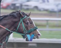 Belmont Stakes National Treasure Final Jewel