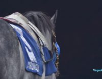 Breeders Stakes Dancin In Danile Can Move Forward