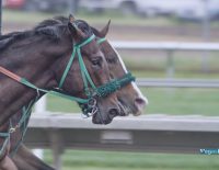 E P Taylor Fev Rover Can Keep Improving