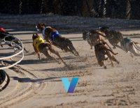 Peter Mosman Opal Final 2024 Betting Picks