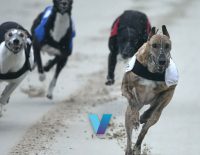 Peter Mosman Opal Final 2024 Betting Picks