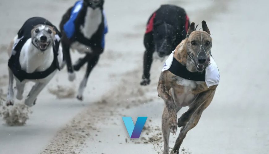 Peter Mosman Opal Final 2024 Betting Picks