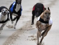 Irish Greyhound Derby picks