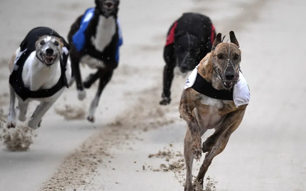 Druids Say Go, Queen Joni Top Favorites To Win PGR Oaks